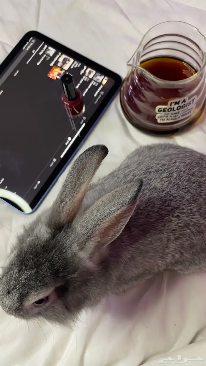 ارنب لعوب و لطيف 4