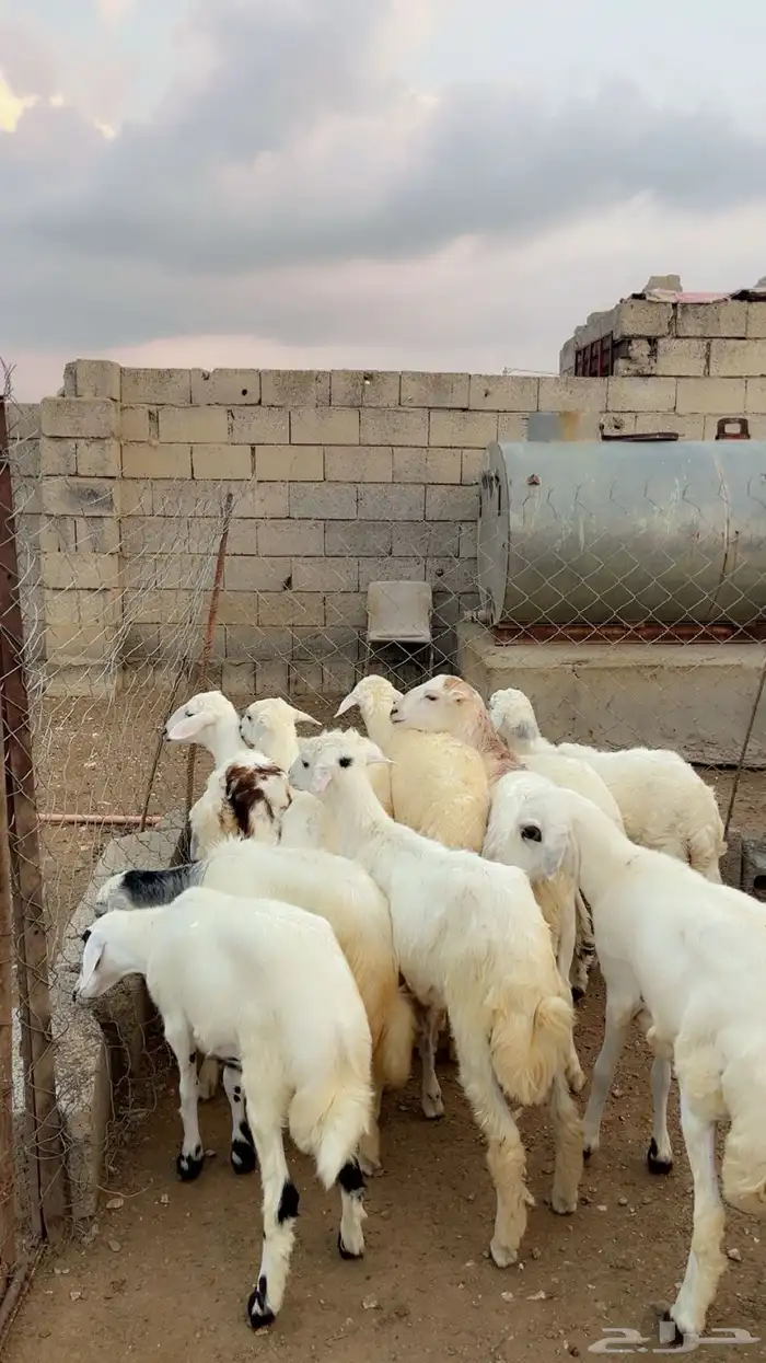 رخال وطليان 0