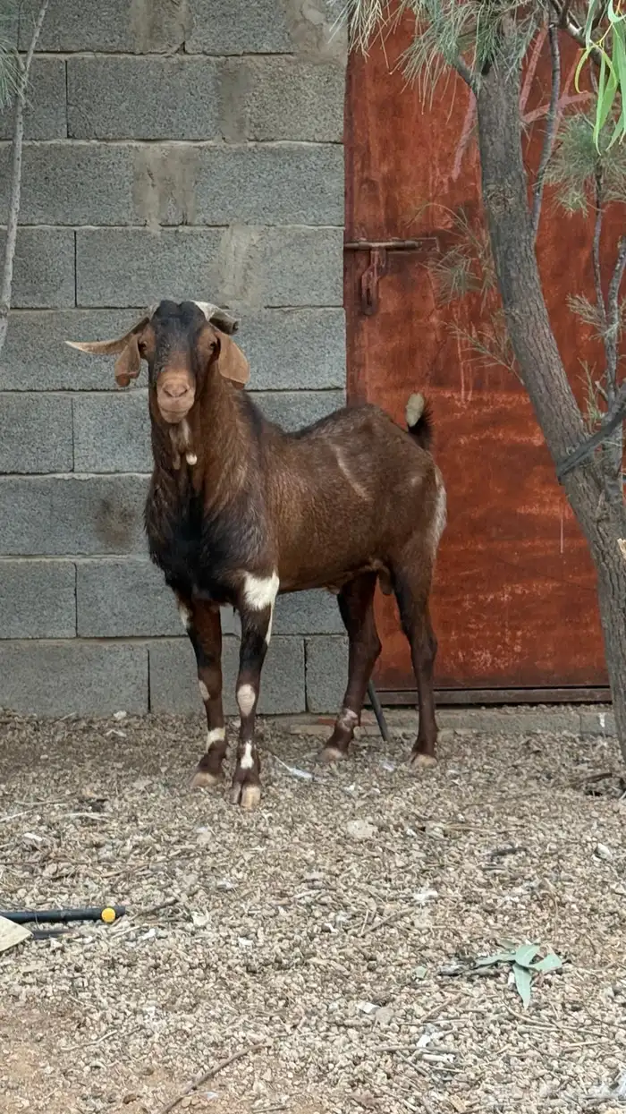 تيس فاخر للبيع 1