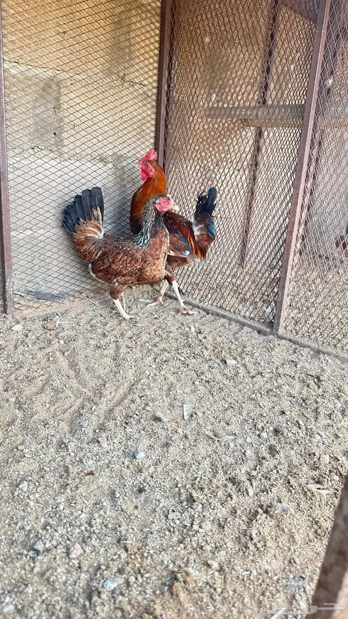 طقمين دجاج 6