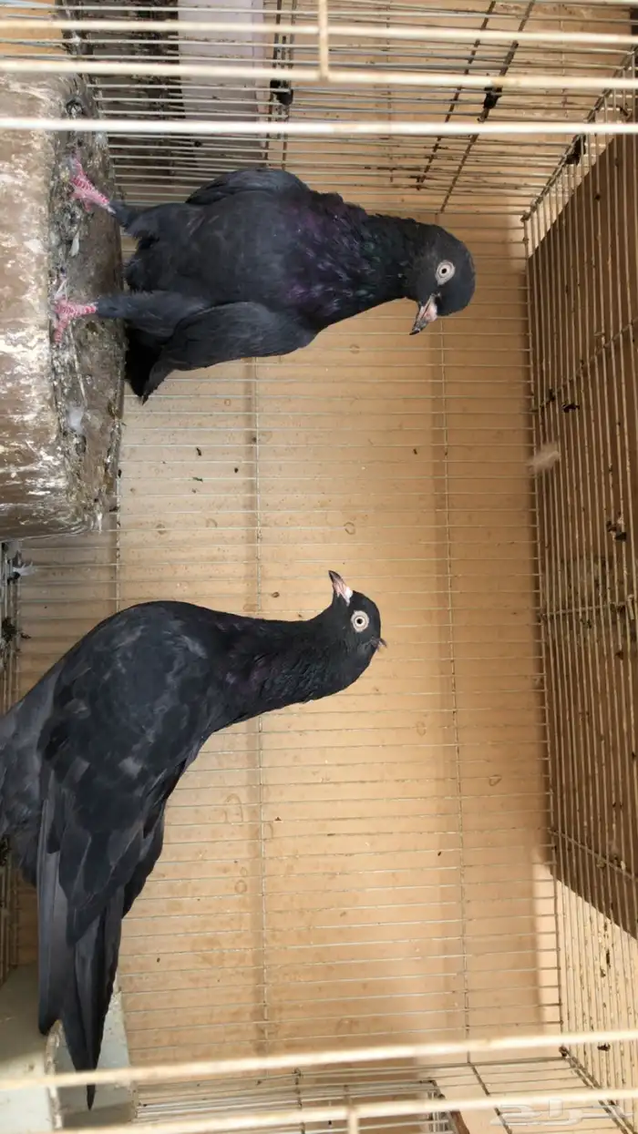 حمام باكستاني 0