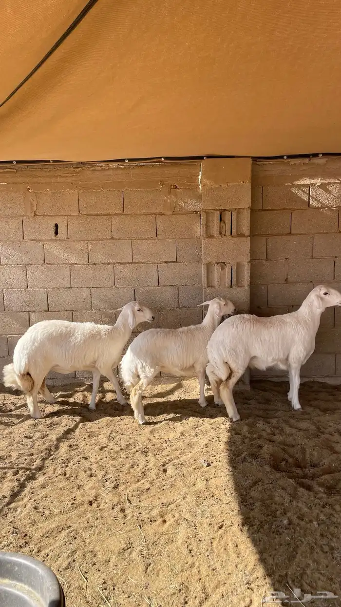 رخال حريات 1