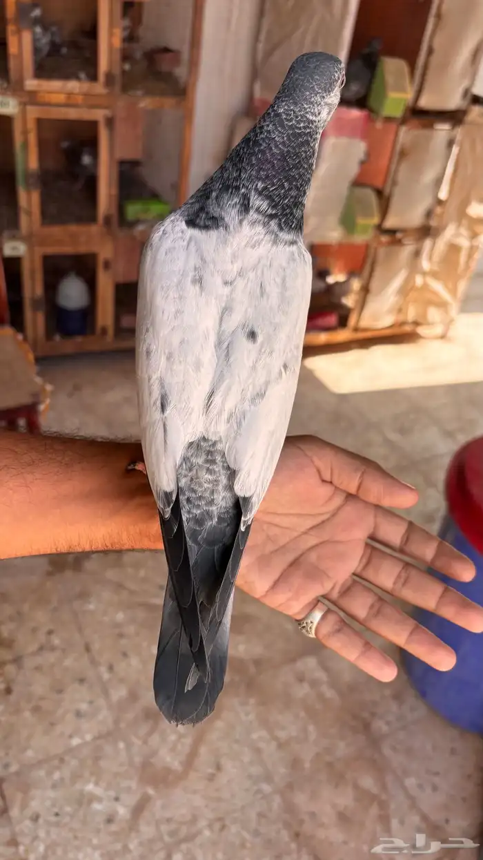 للبيع طبات تيدي جونسرة كوبرا فواخر 9