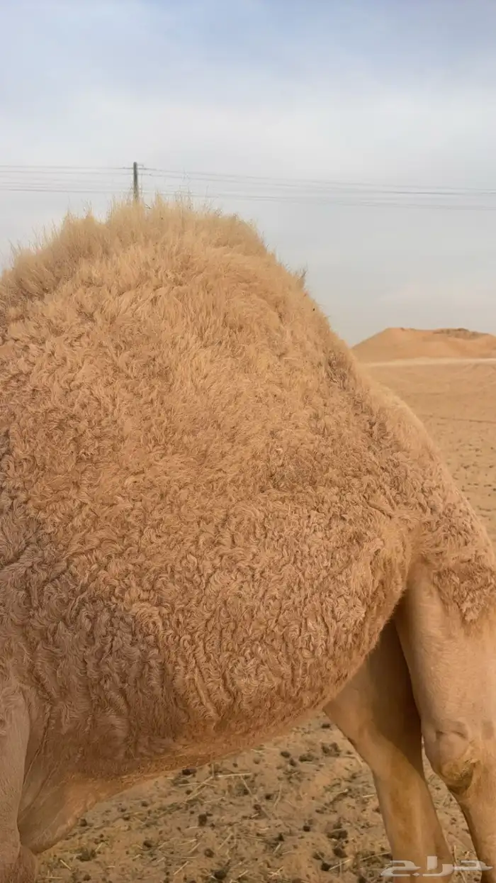 قعود فل للبيع 3