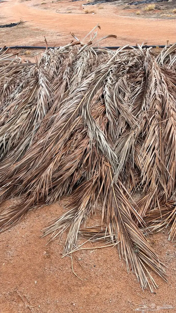 سعف نخيل كمية كبيرة 3