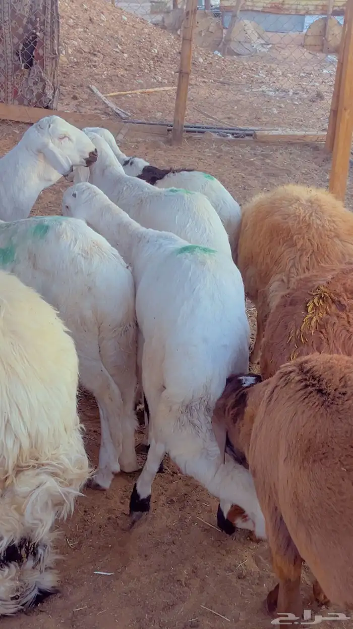 طليان سواكن مرابي 4 شهور فل شحم 3