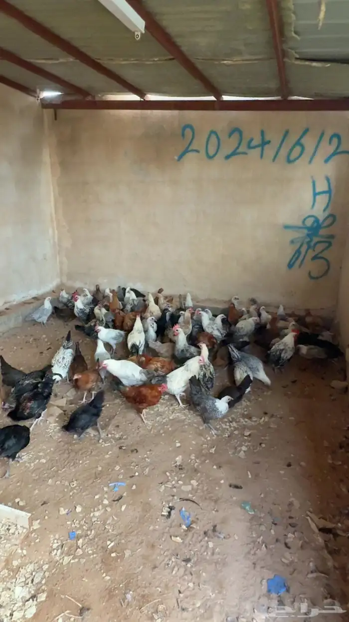 للبيع دجاج 4