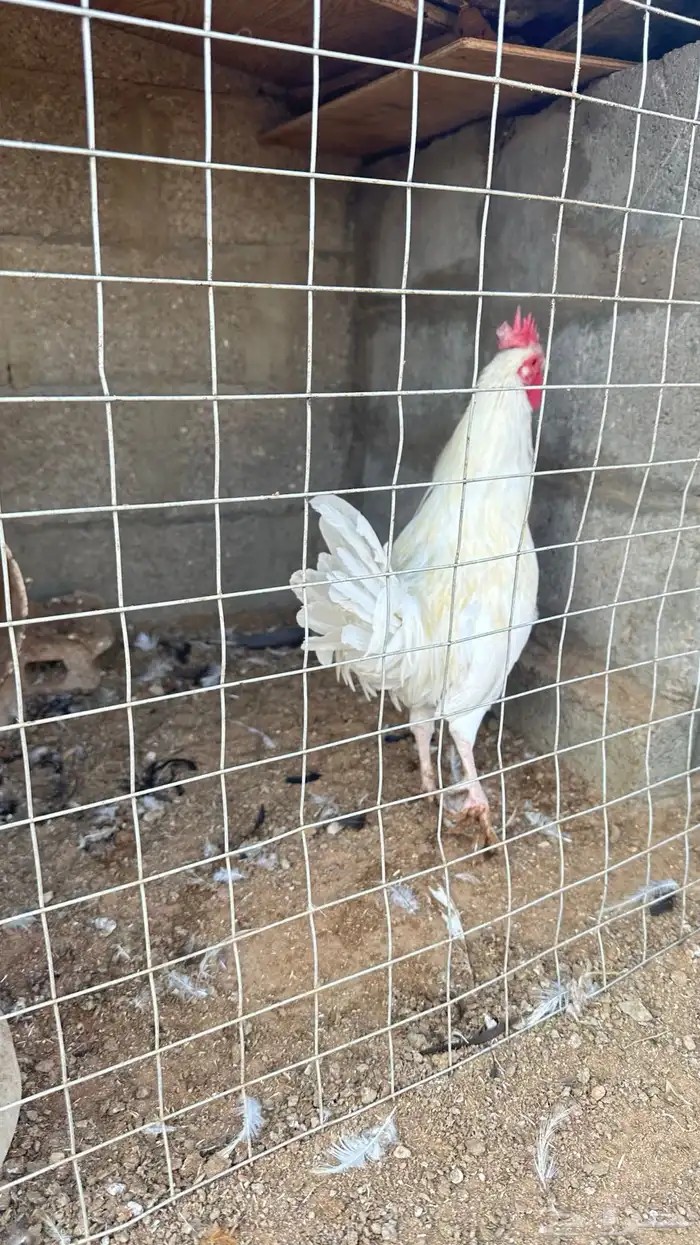 طقمين دجاج 1