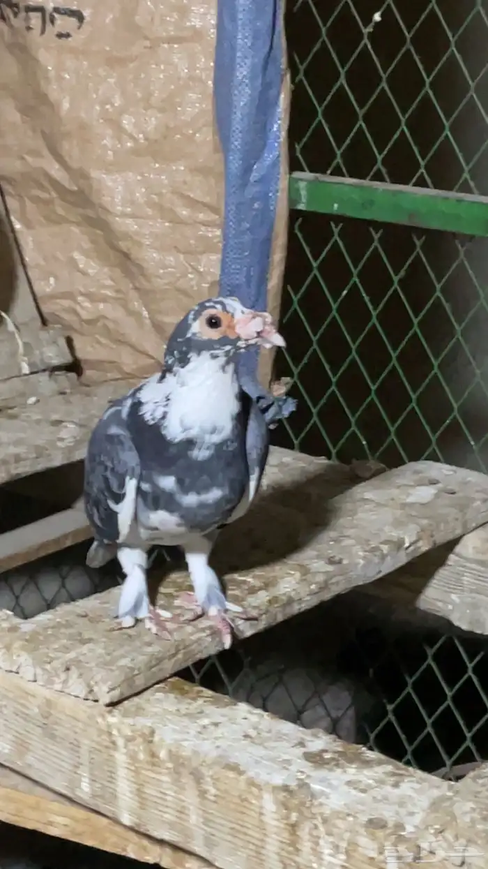 جوز حمام حساوي تحتهم فرخ وفردتين واحده انثى واحد مدري ذكر وا 1