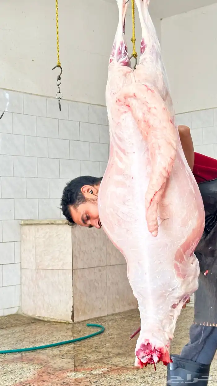 خرفان سواكن مخص اه تربيه شرق خميس مشيط 2