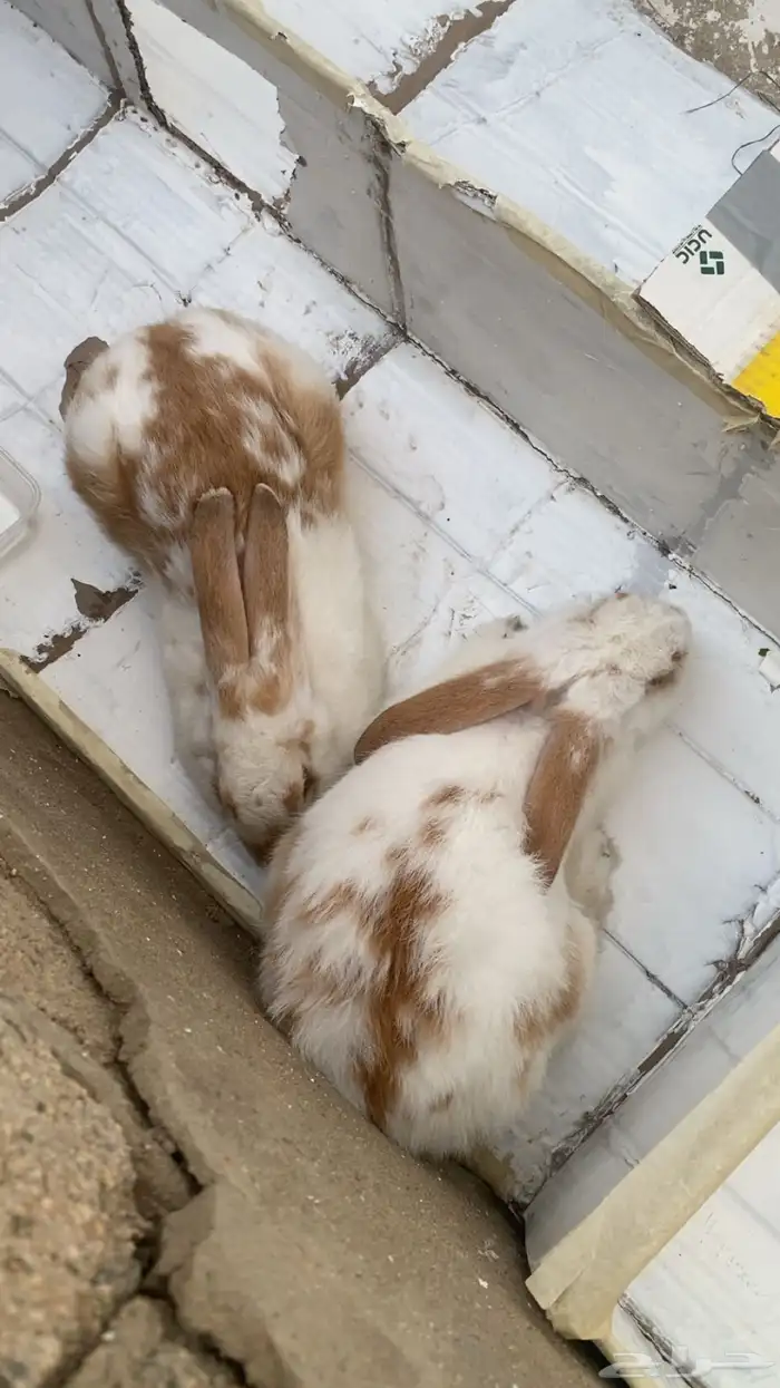 ارانب بلدي فاخر للبيع 1
