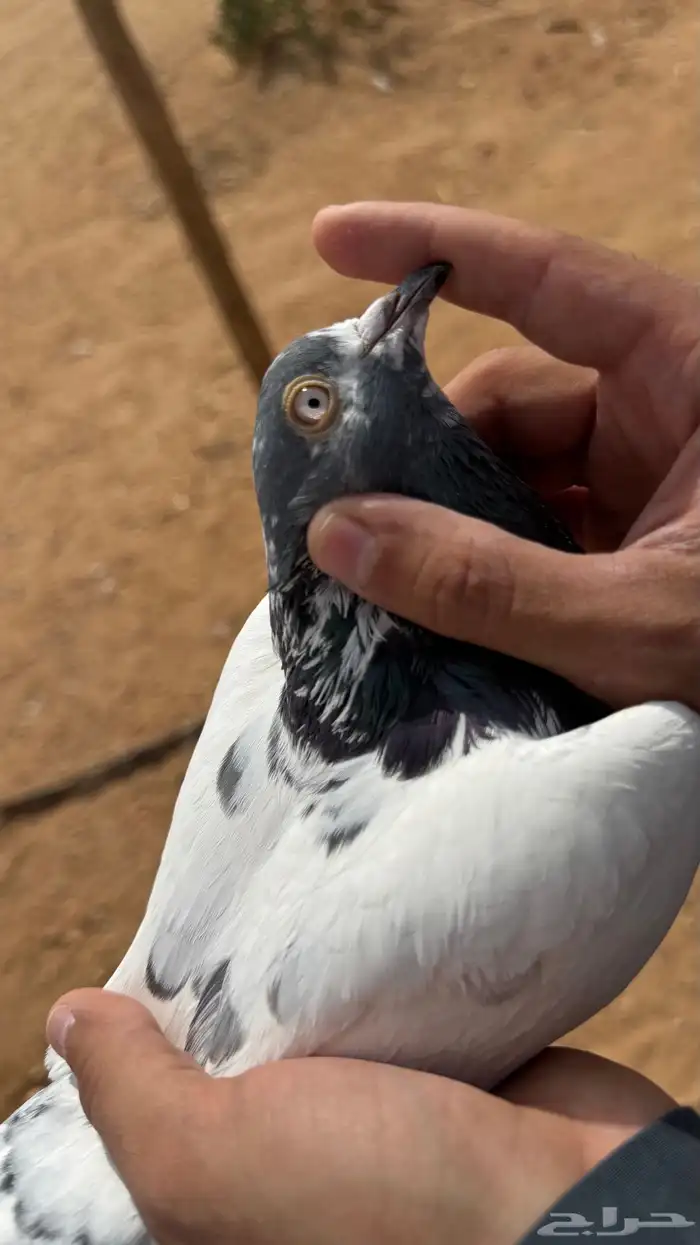 حمام باكستاني 2