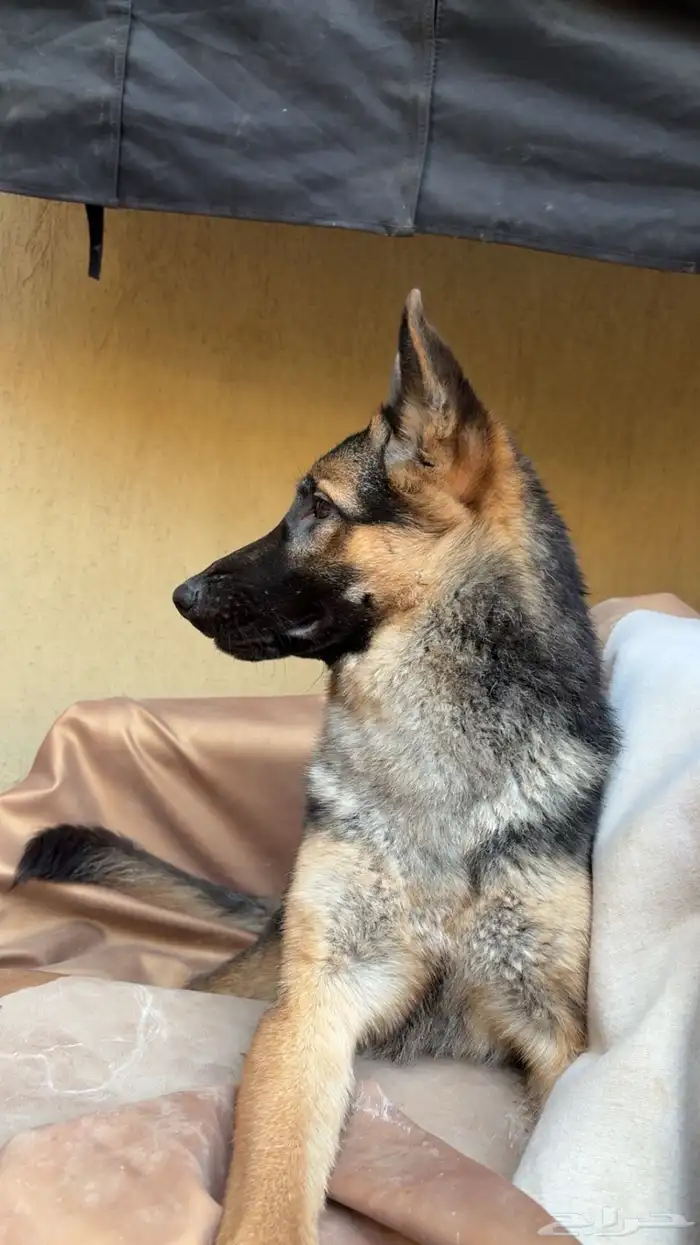 كلب جيرمان شيبرد 2