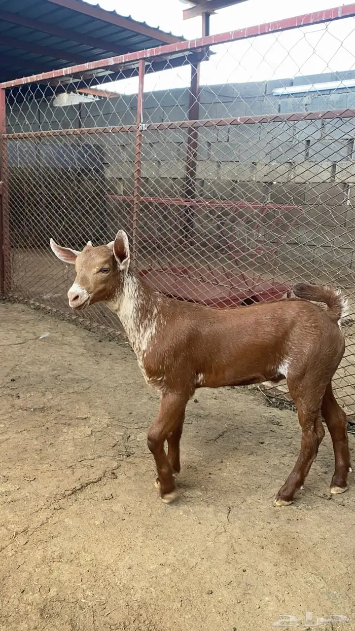 مشروع فحل اوشح ادغس 4