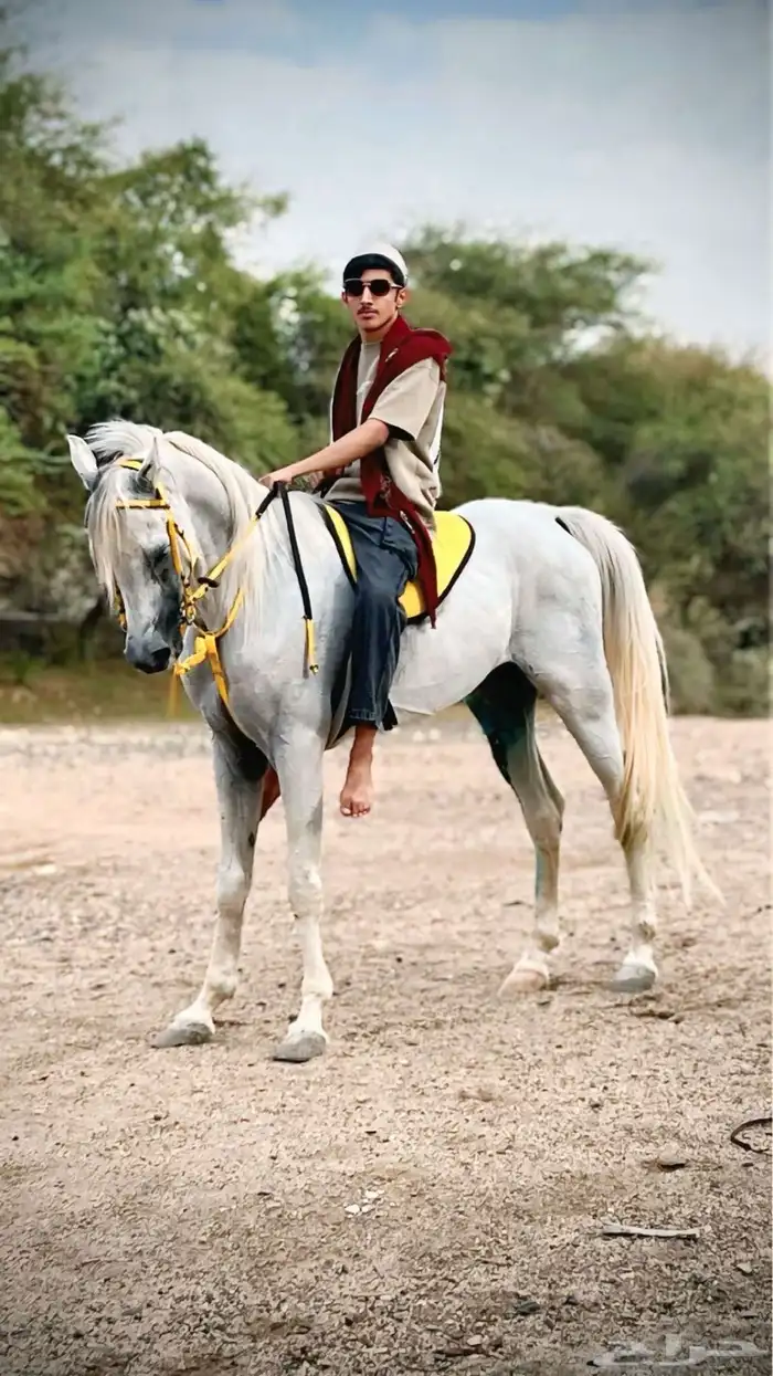 حصان شعبي حار كفو 5