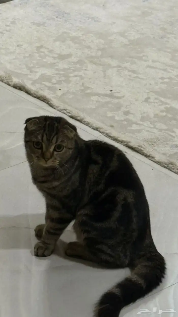 قط للبدل بانثى النوع سكوتش فولد شورت هير تايقر 0