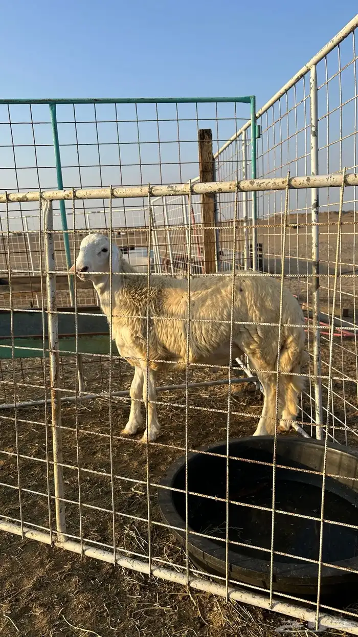 طلي حري تم البيع 1