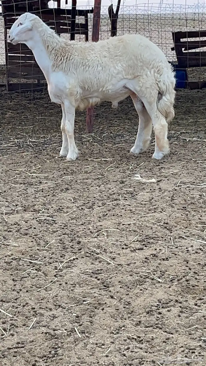 فحل حري مشروط 2