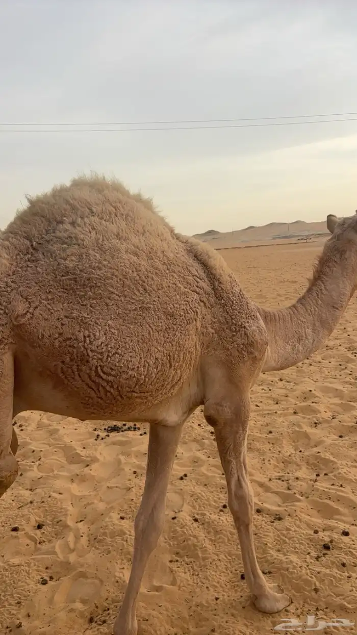 قعود فل للبيع 2