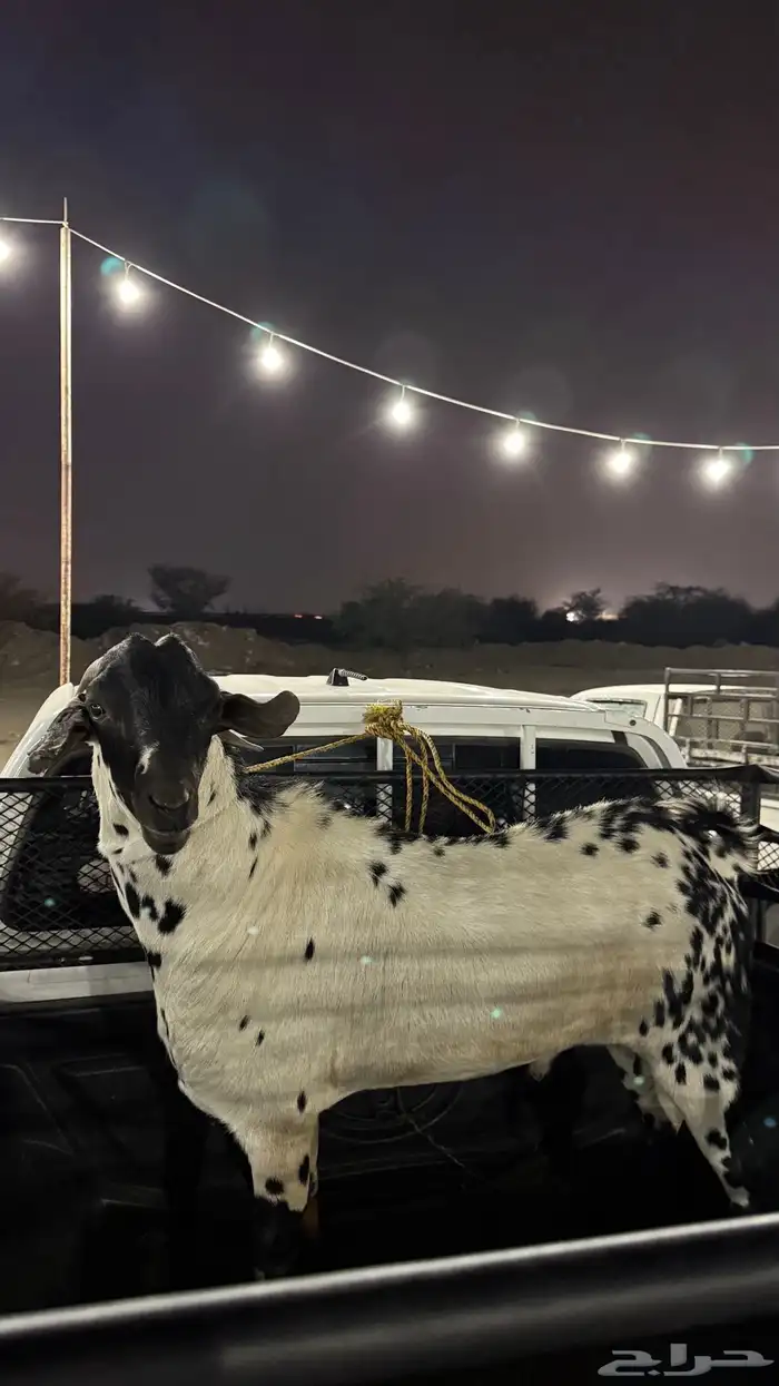 تيس بيشي امرخ 2