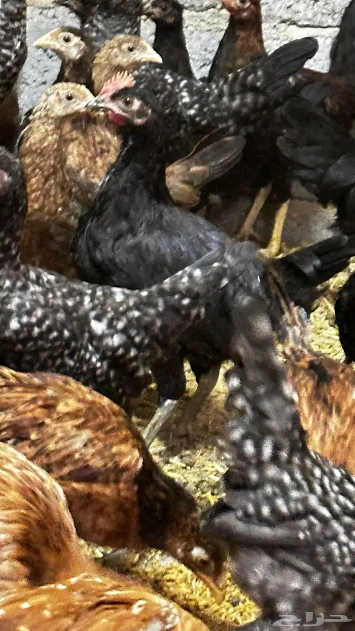 دجاج بلدي للبيع 2