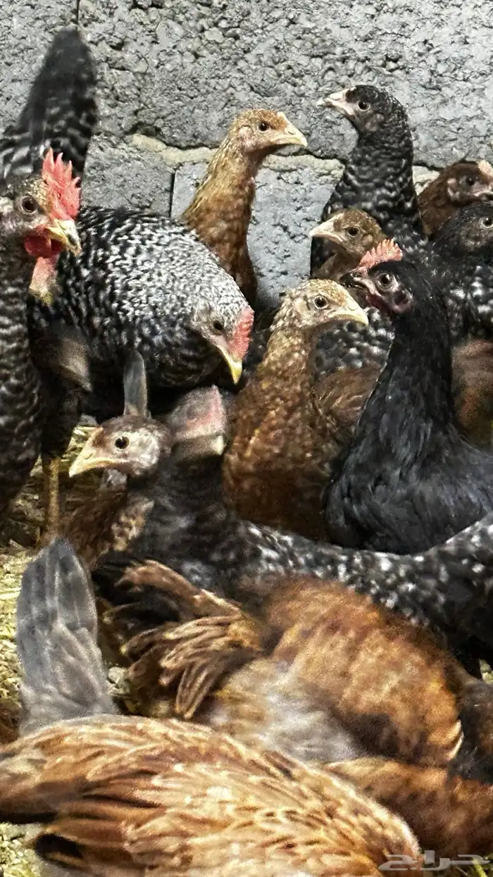 دجاج بلدي للبيع 1