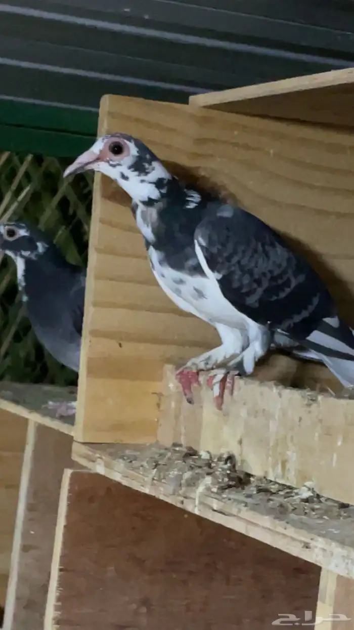 جوز حمام حساوي تحتهم فرخ وفردتين واحده انثى واحد مدري ذكر وا 0