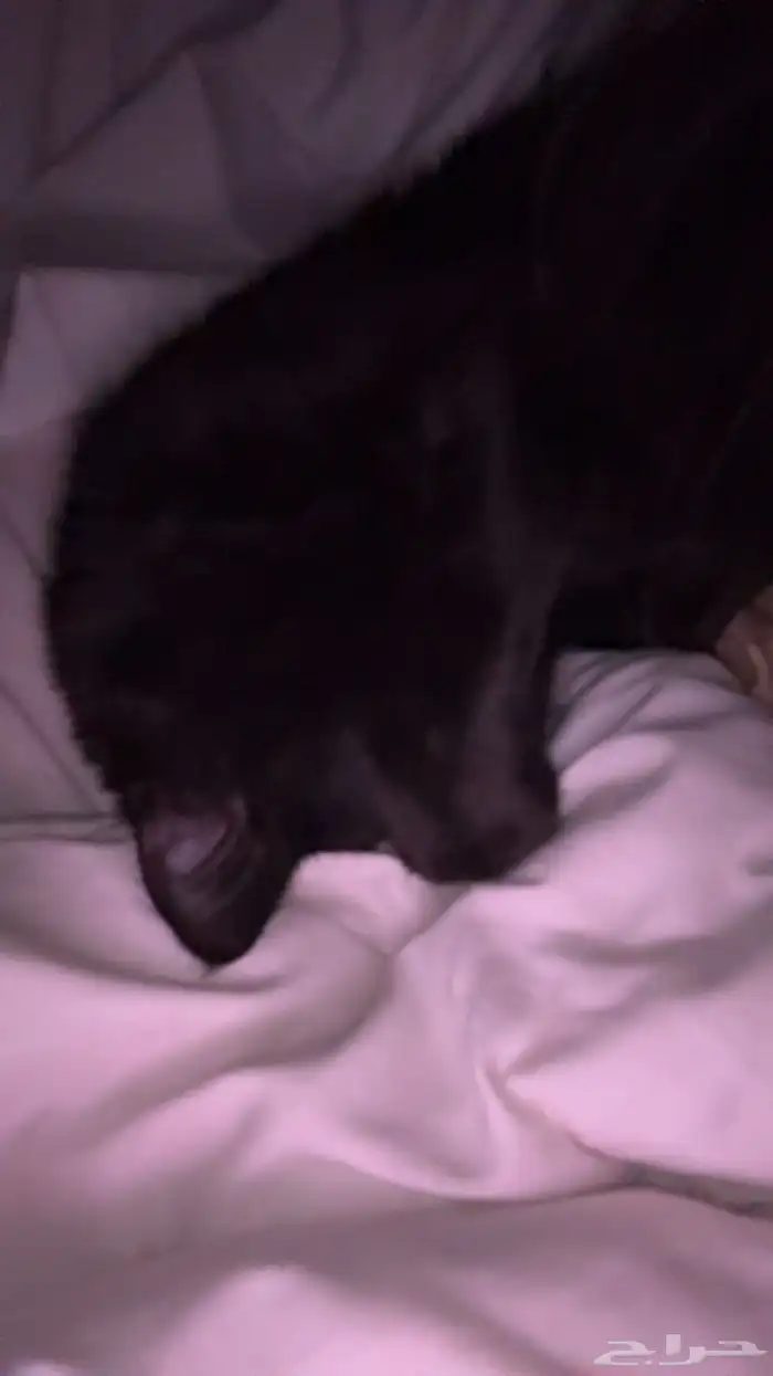 قطوه للتبني 1