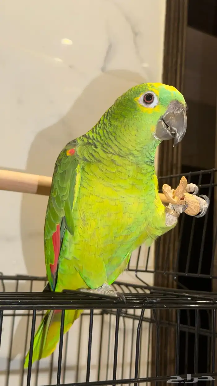 ببغاء امزوني بلوفرنتد حجم جبار 3