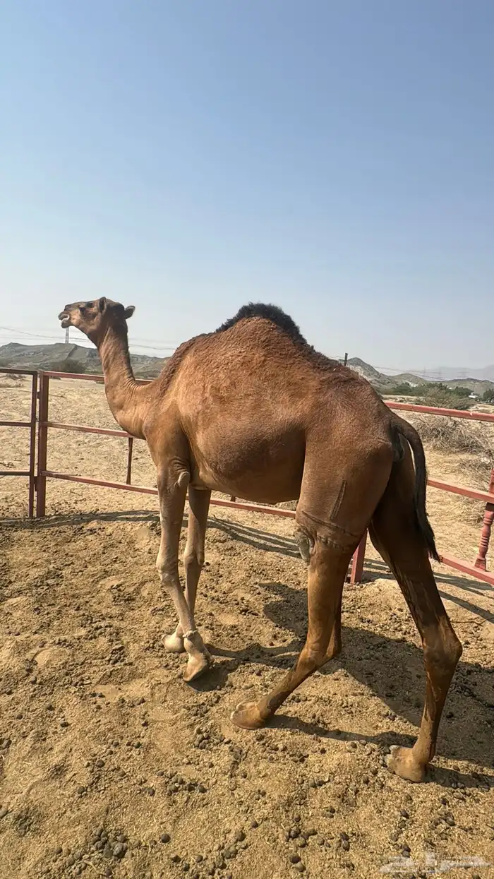 للبيع بكره ثنيه حمرا ساحلية حد 7 الاف 12