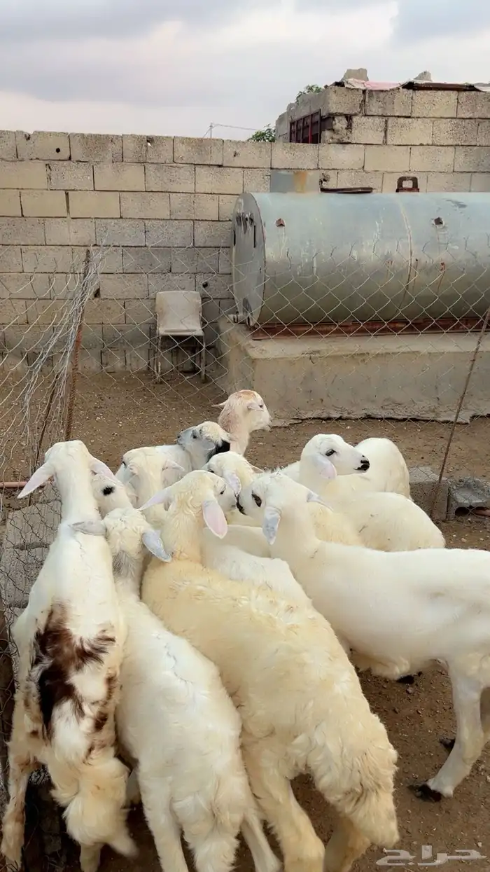 رخال وطليان 2