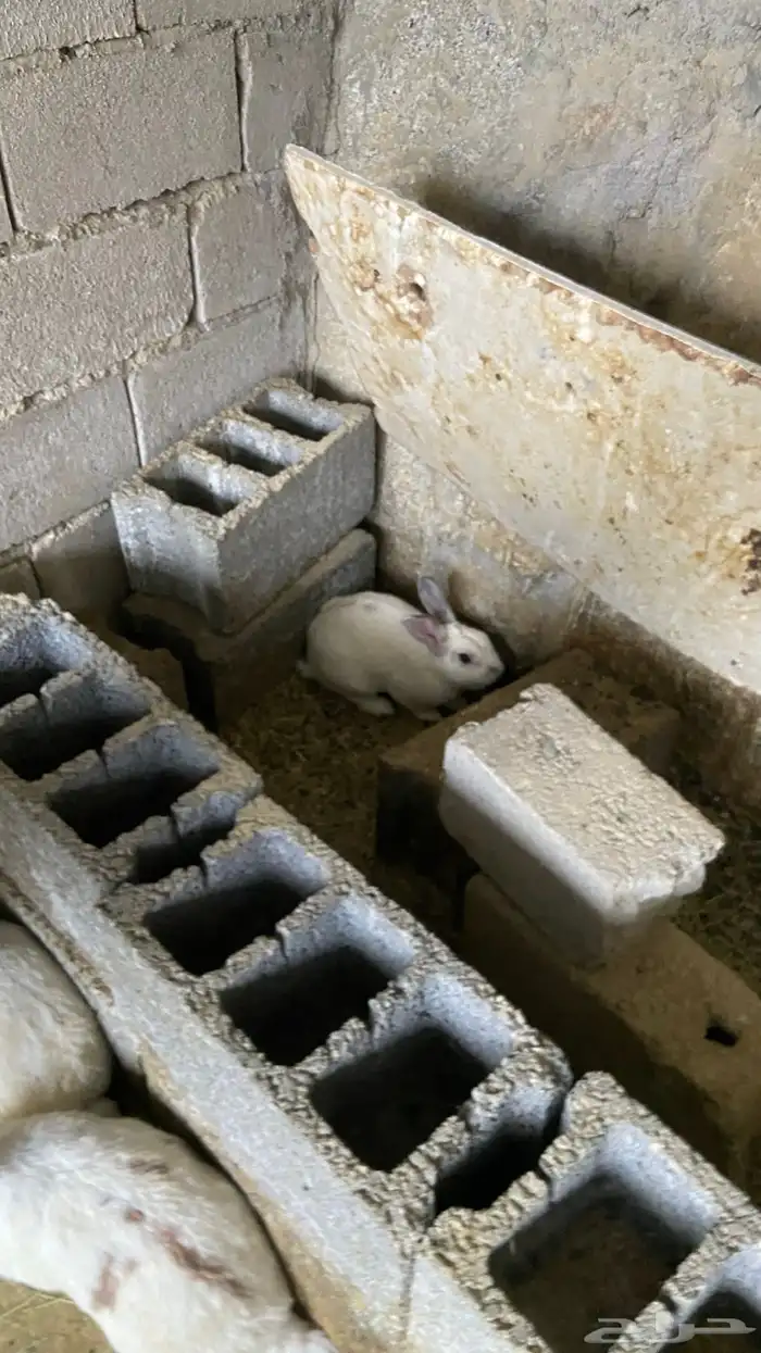 ارانب للبيع 3