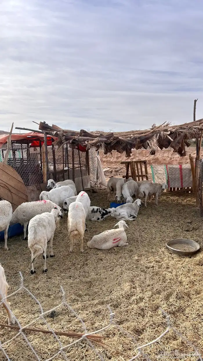 غنم حري للبيع 5