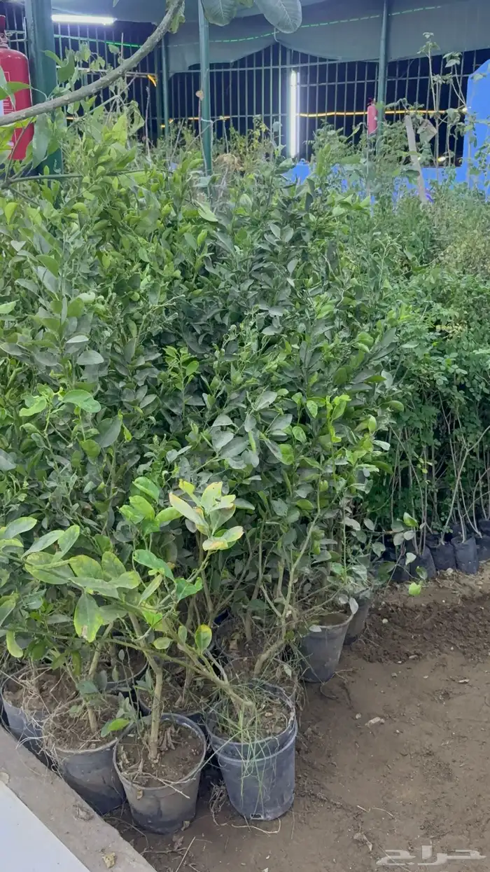 شتلات ليمون وبرتقال وفواكه مشتل 2