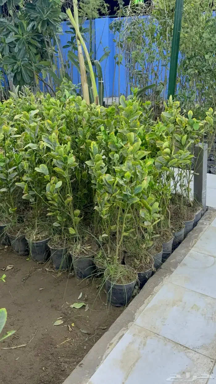 شتلات ليمون وبرتقال وفواكه مشتل 1