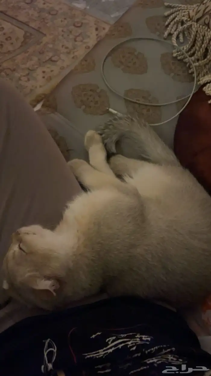 كتن سكوتش فولد لتبني 0