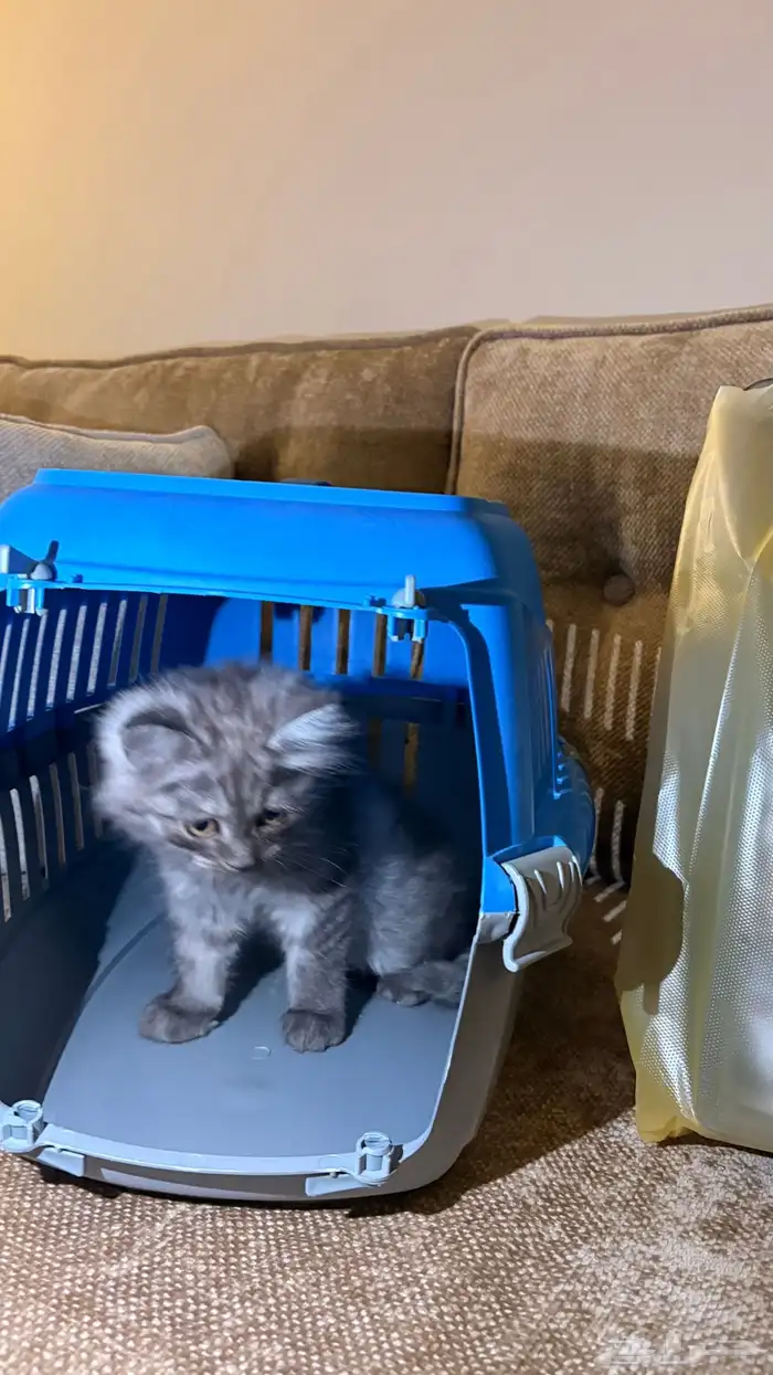 للبيع قط صغير لعوب 2