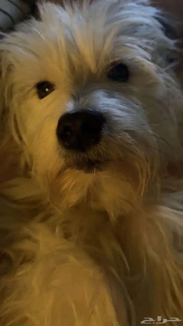 كلب للتبني 1