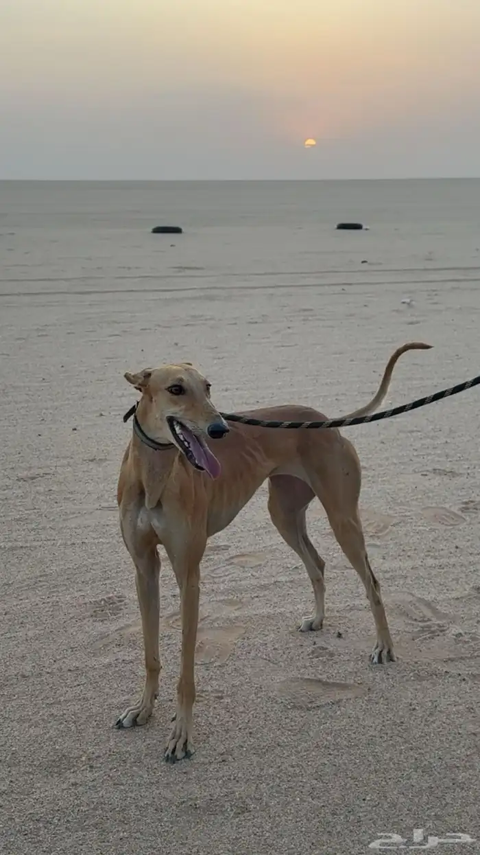 سلقة صيد ومقناص 2