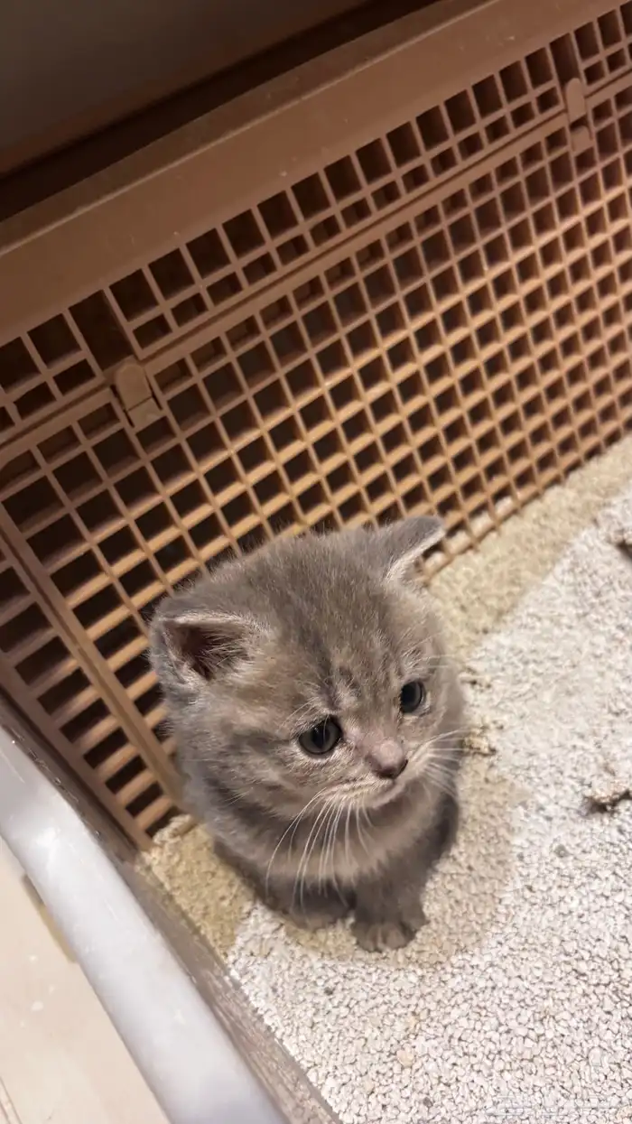 قط سكوتش فولد 2