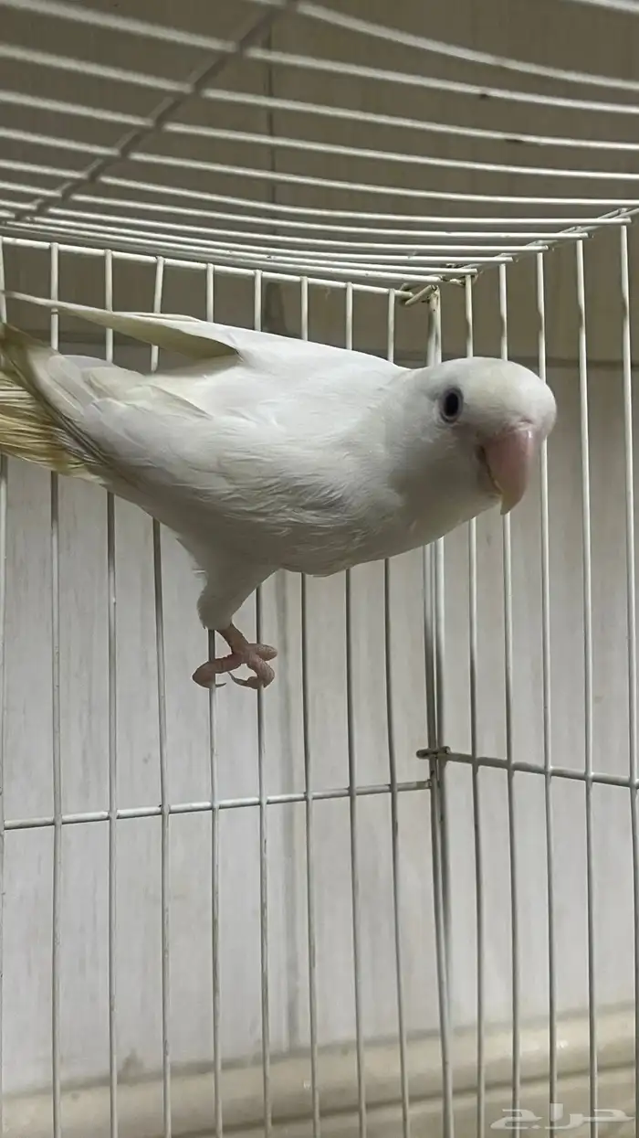 فرده روز البينو عيون حمراء اليف ماتعض 1