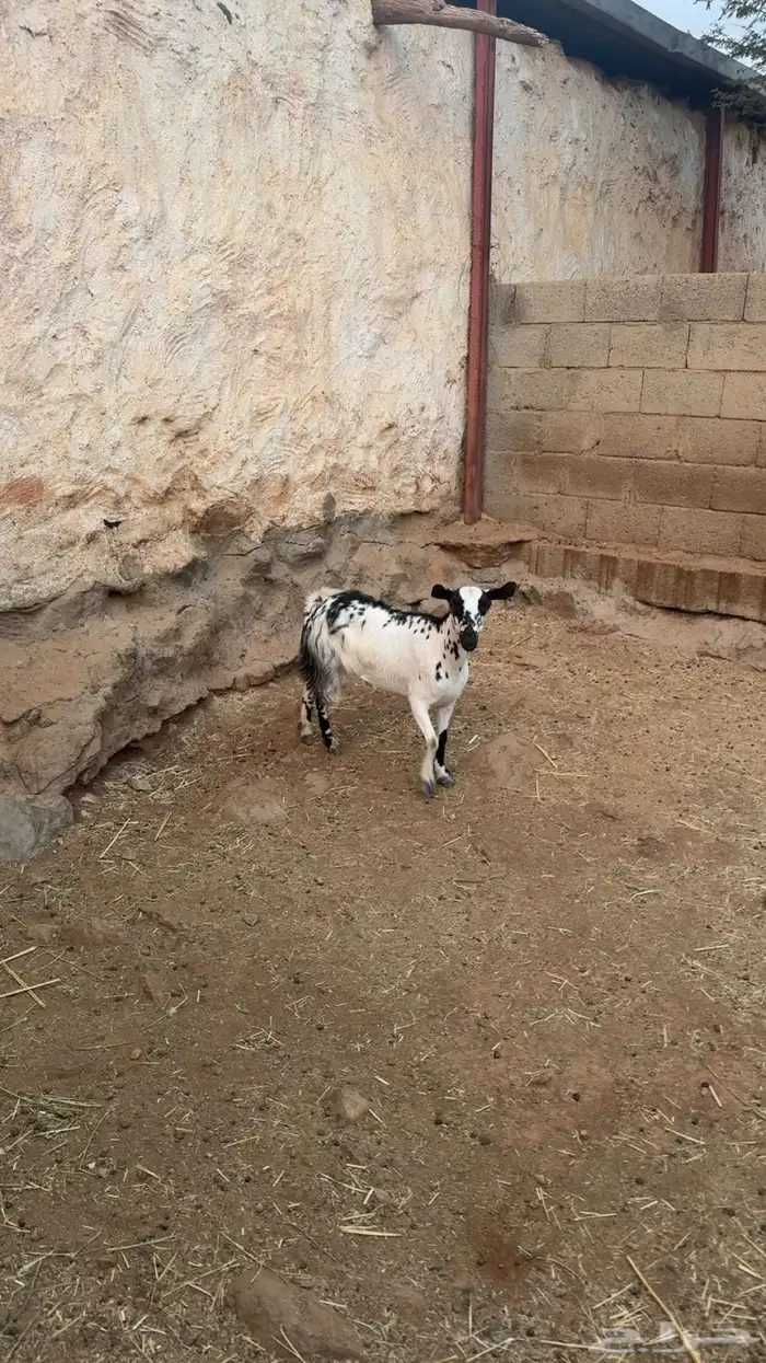 ثلاث معزة ثنتين ولد وواحدة باقي فيها حليب خفيف أسنانها سدس 0