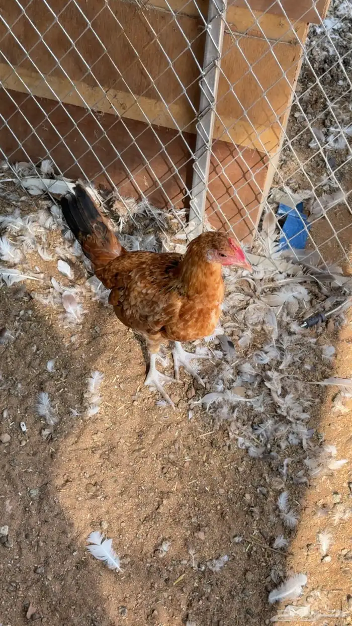 دجاج للبيع 5