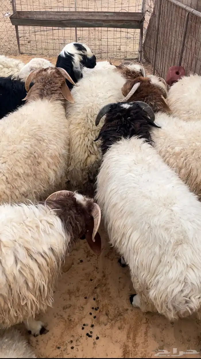 للبيع نعيم 10خرفان ورخله وحده 0