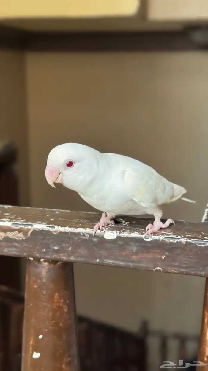 روز البينو 3