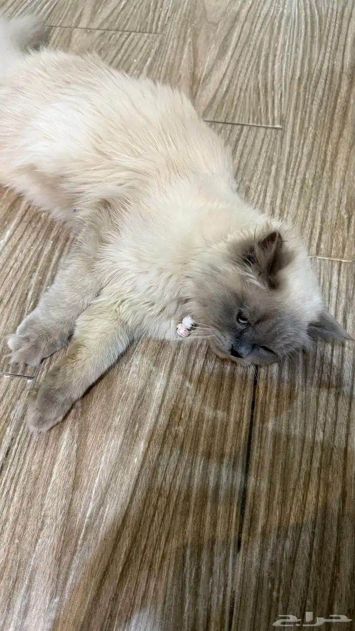 قطه هملايا 2