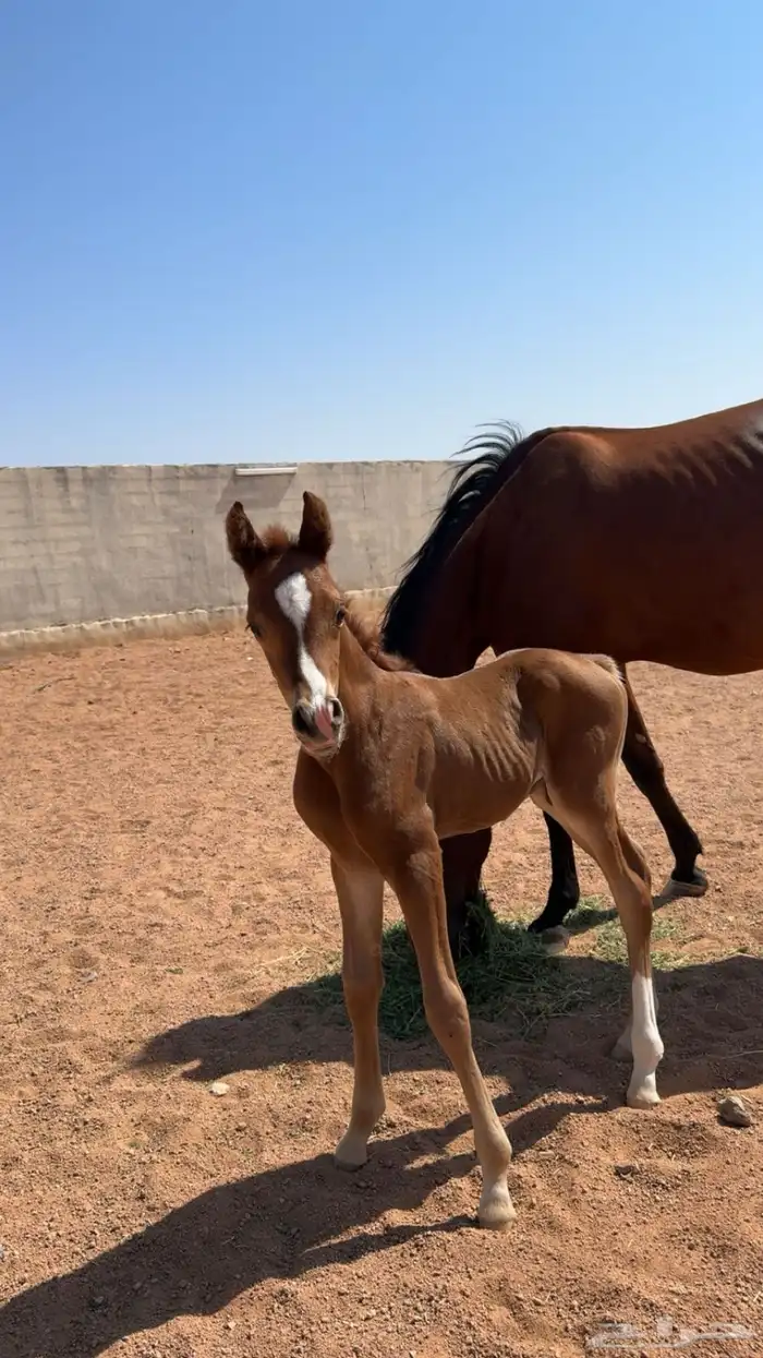 فرس شعبيه للبيع ثنين في واحد معها مهر قطعه طيبه . 7