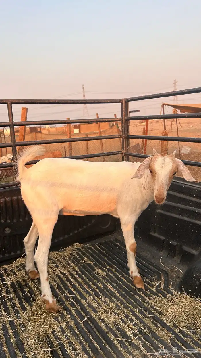 للبيع جفره بيشيه 1