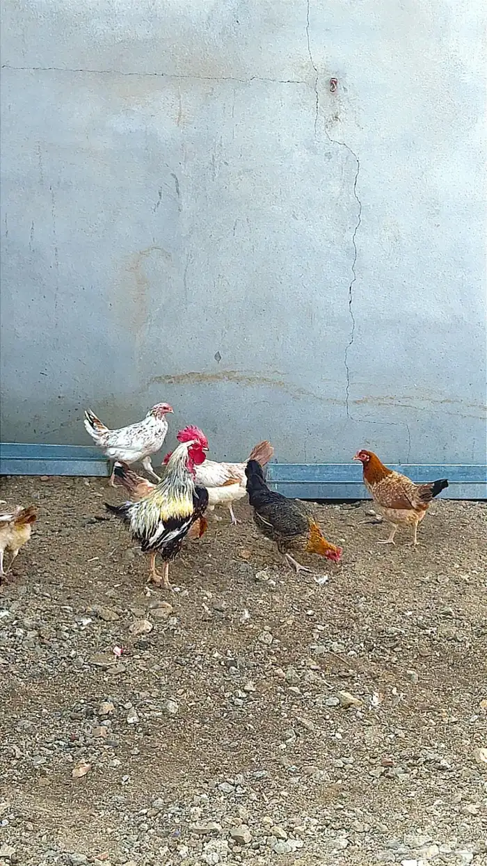 دجاج بلدي حضان 1