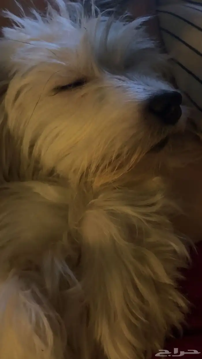 كلب للتبني 2